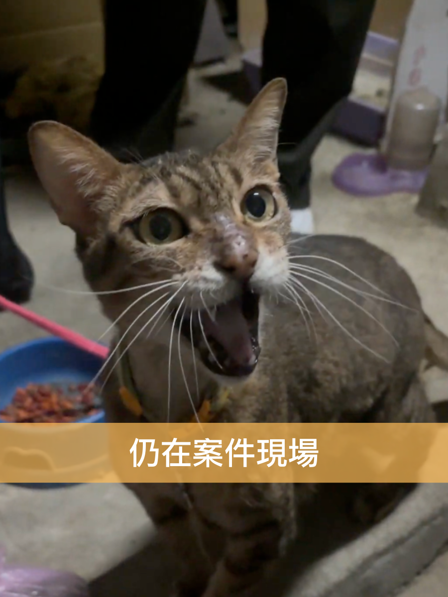 花喵