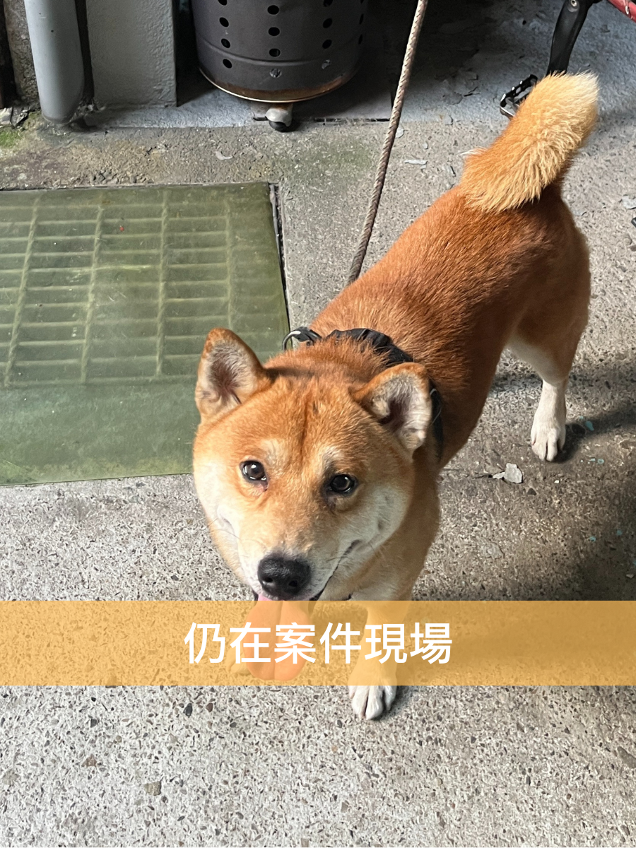 維尼