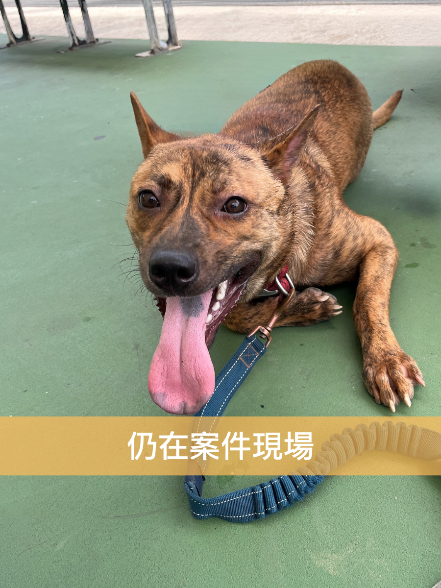 小虎