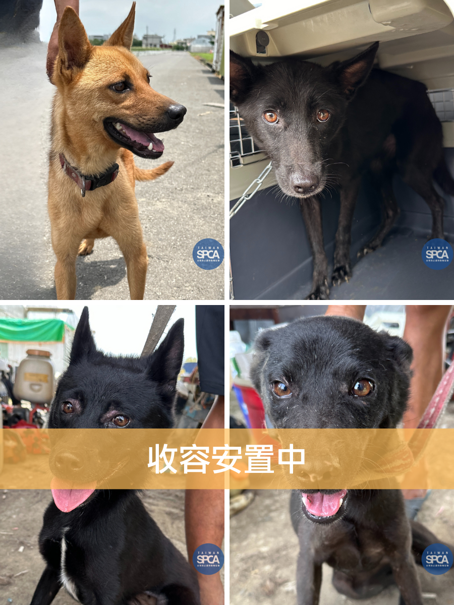 嘉義汪汪隊