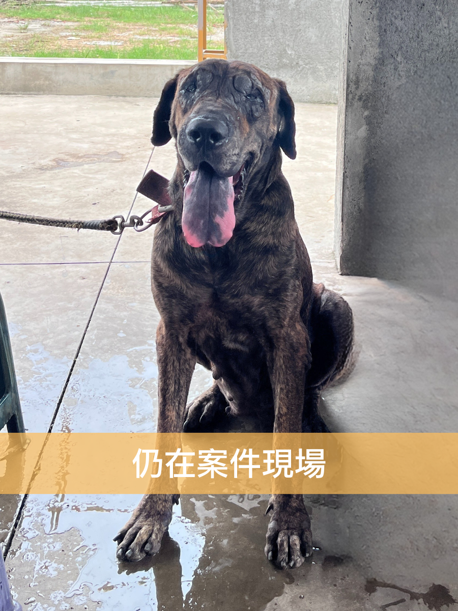 米漿
