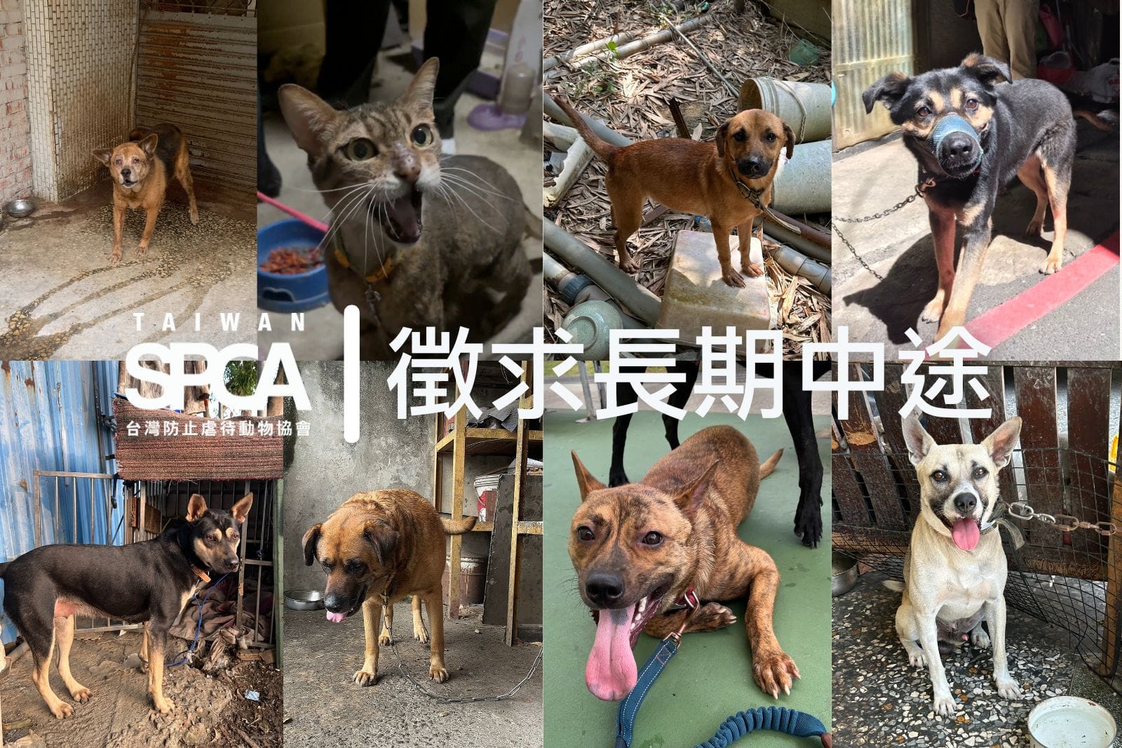 徵求長期中途，幫助這些還在案件現場等家的狗狗們！