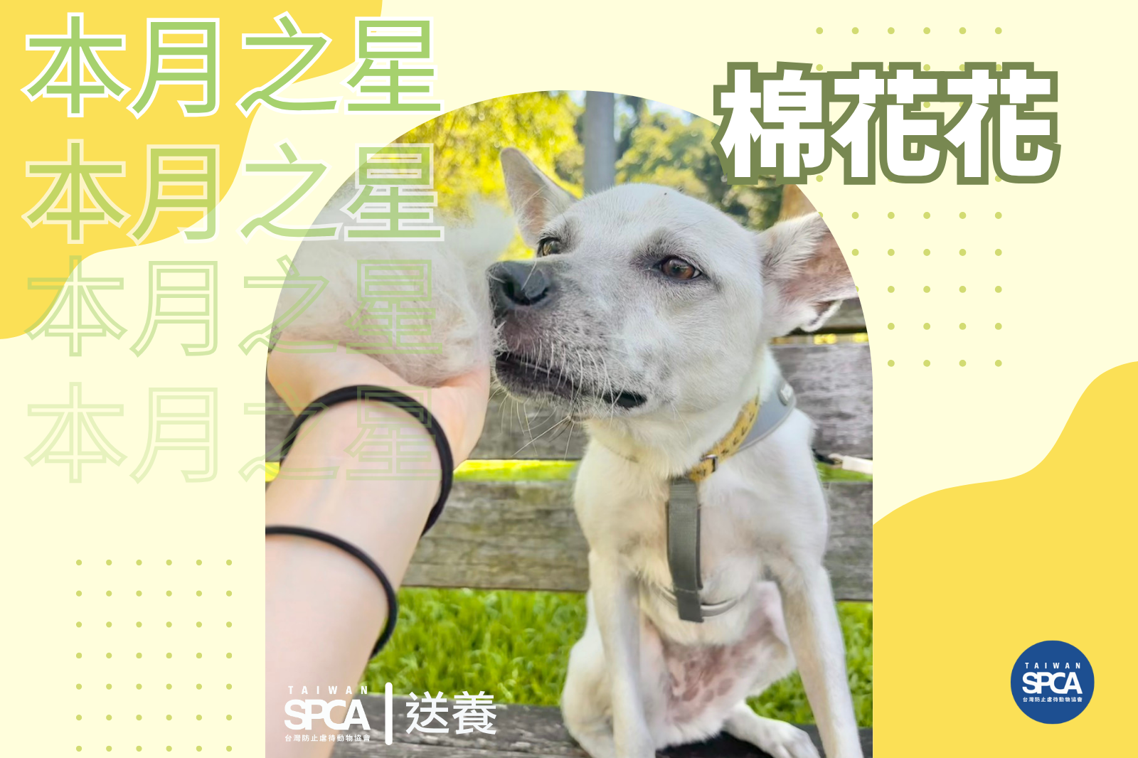 本月之星 － 棉花花找家中！