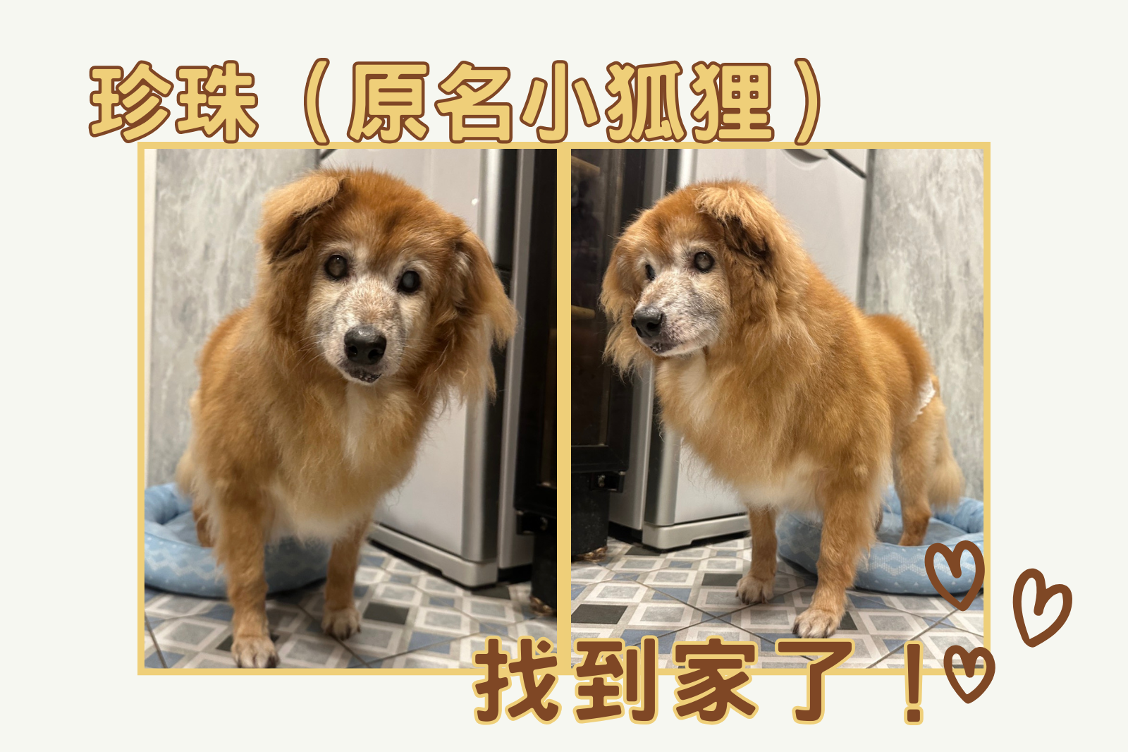 珍珠 找到家了!