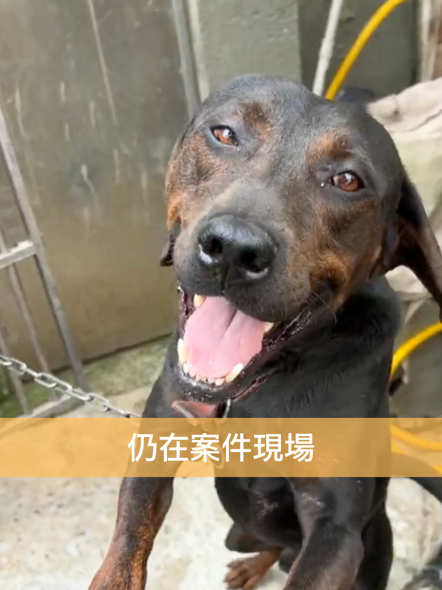 沙士