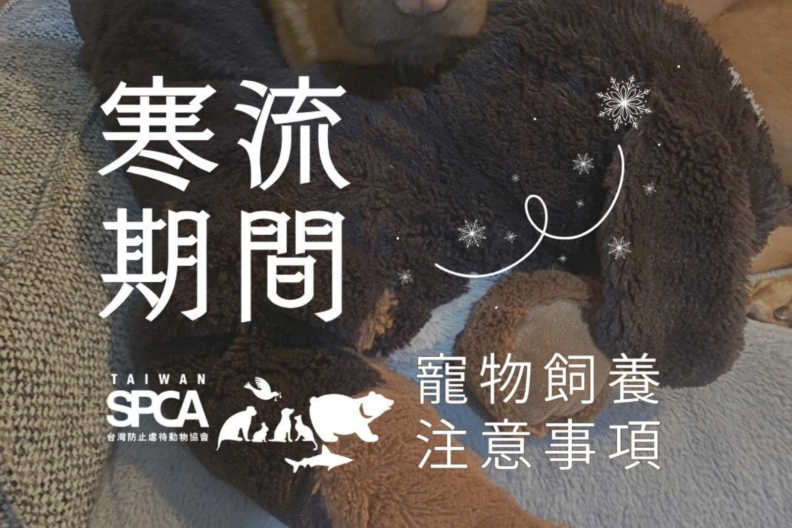 【教育文章-保暖要注意！寒流期間寵物飼養注意事項】