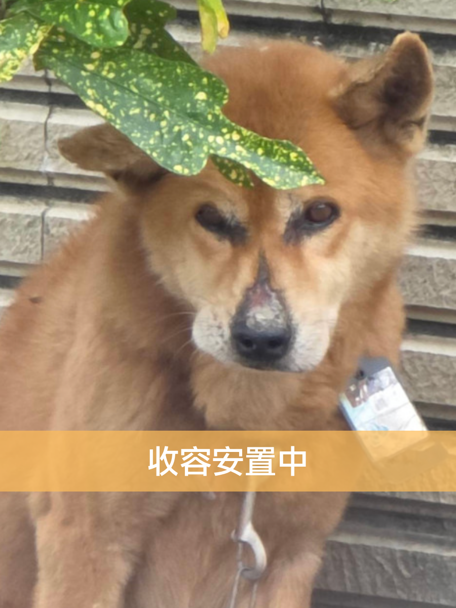 別墅