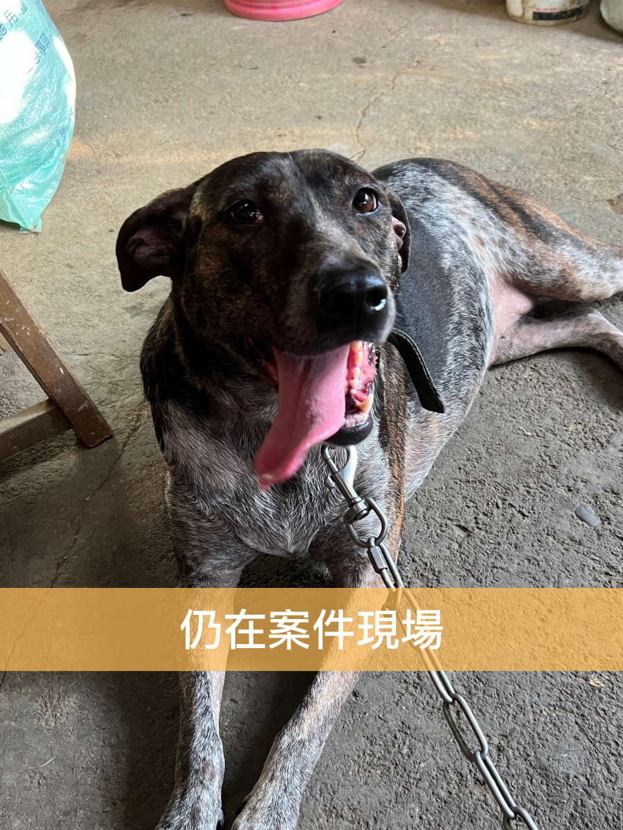 貢丸
