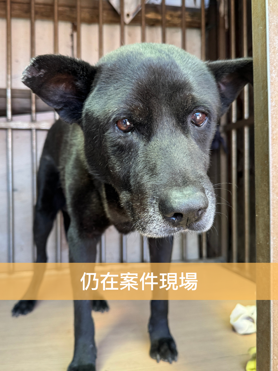 阿皮