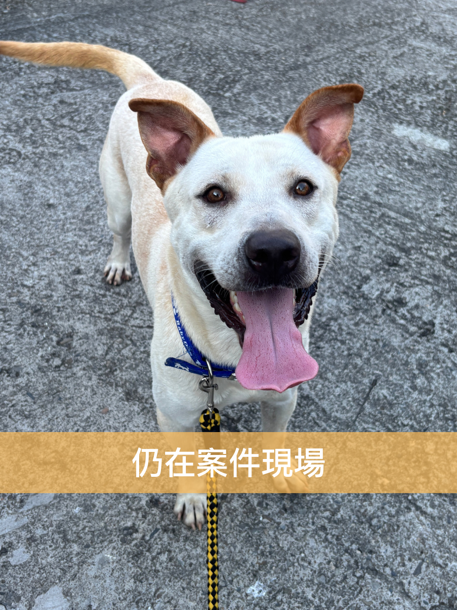 蛋白