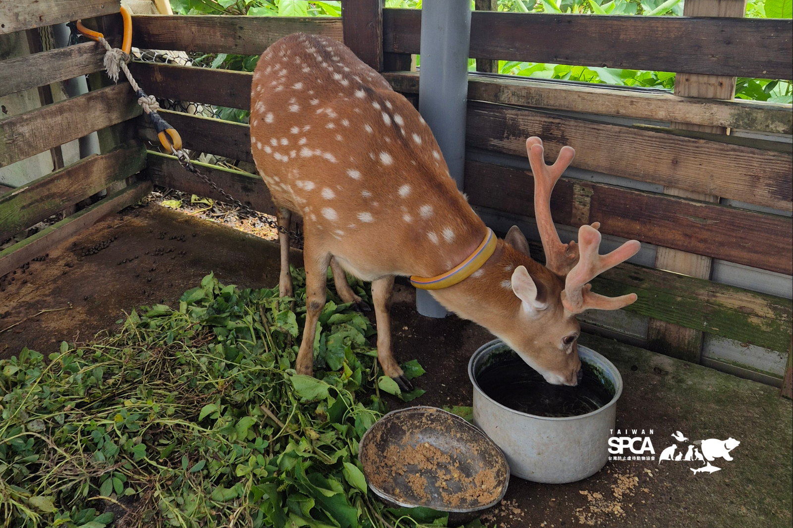 當野生動物變成寵物之後