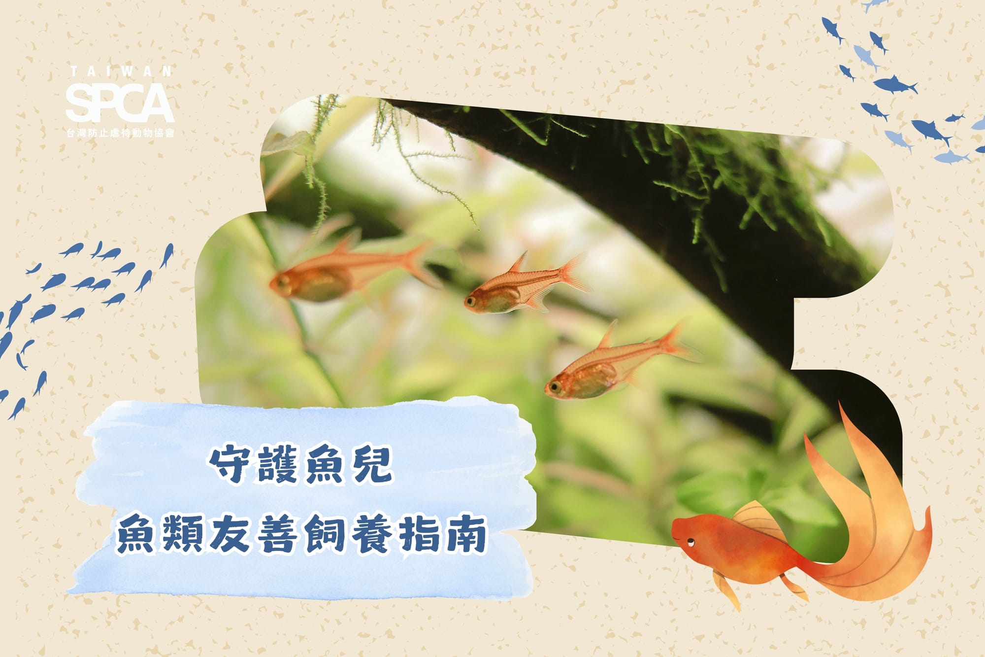 【守護魚兒-友善魚類飼養指南】