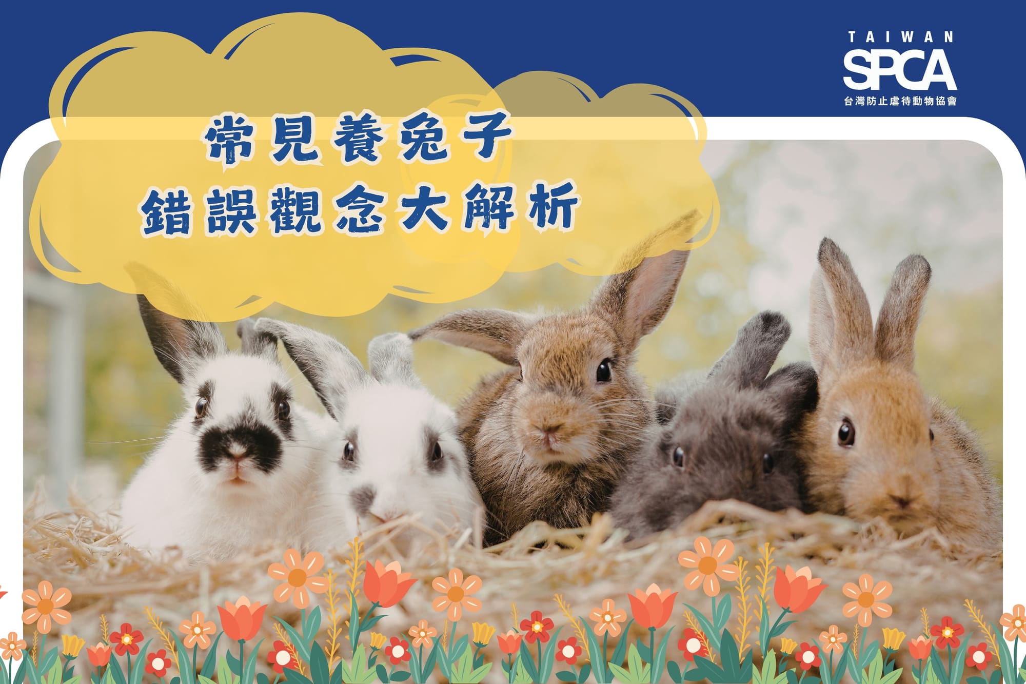 【常見養兔子錯誤觀念大解析】